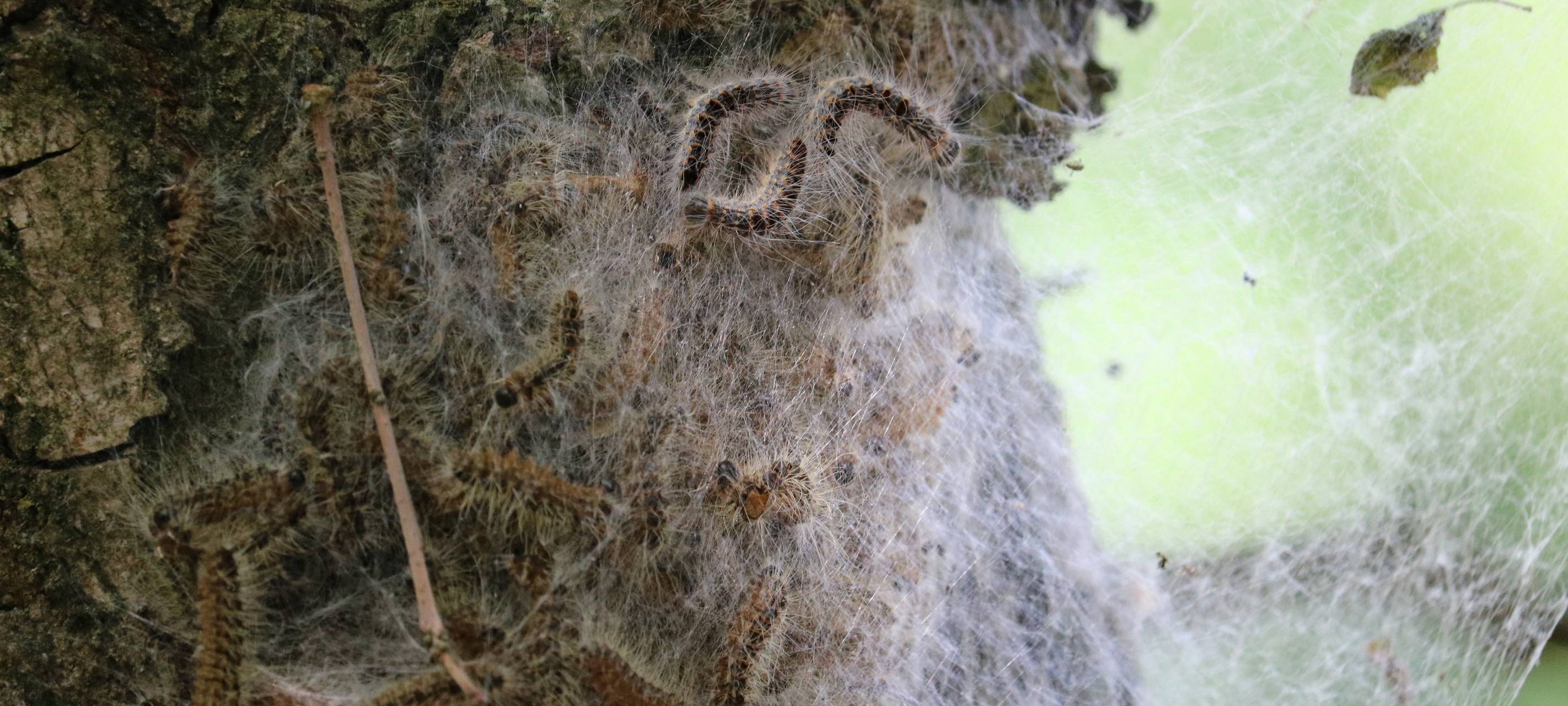 Mit Globuli gegen den EPS