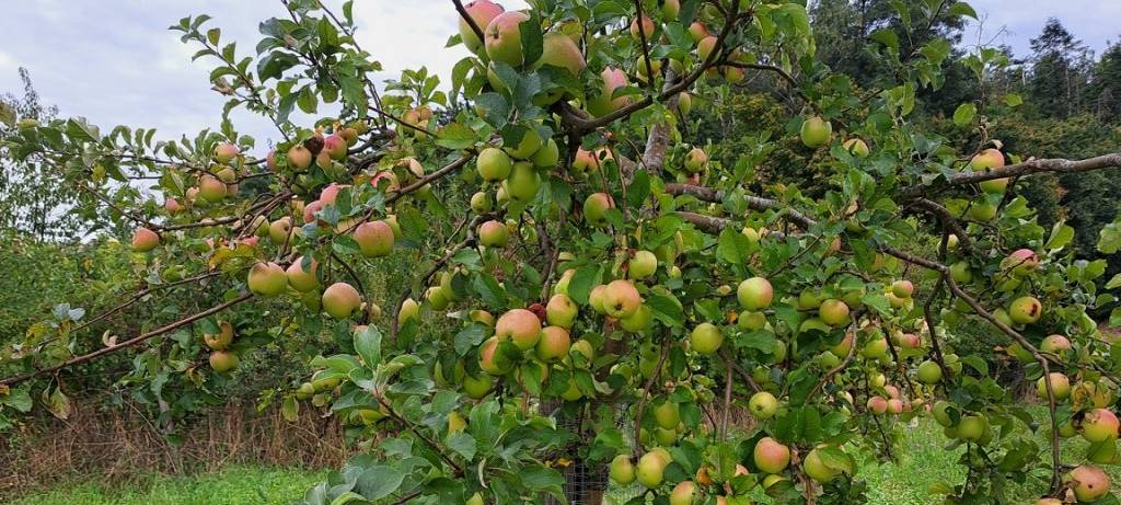 Obst zum Selberpflücken