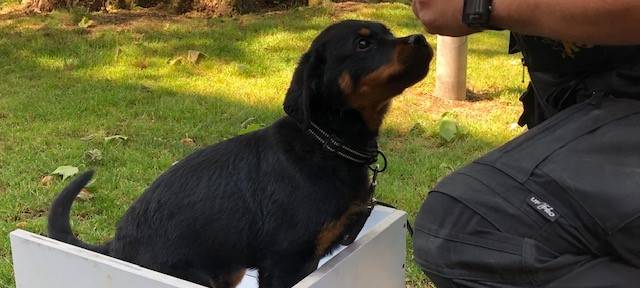 Magnus ist der neue Kommissar Wuff