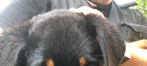 Magnus ist der neue Kommissar Wuff