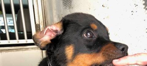 Magnus ist der neue Kommissar Wuff