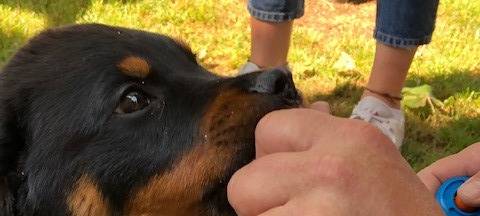 Magnus ist der neue Kommissar Wuff