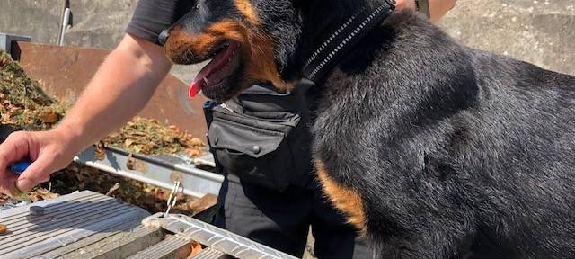 Magnus ist der neue Kommissar Wuff