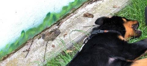Magnus ist der neue Kommissar Wuff