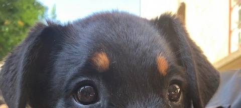 Magnus ist der neue Kommissar Wuff