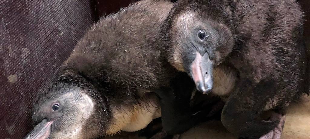 Jung-Pinguine "eingeschult"