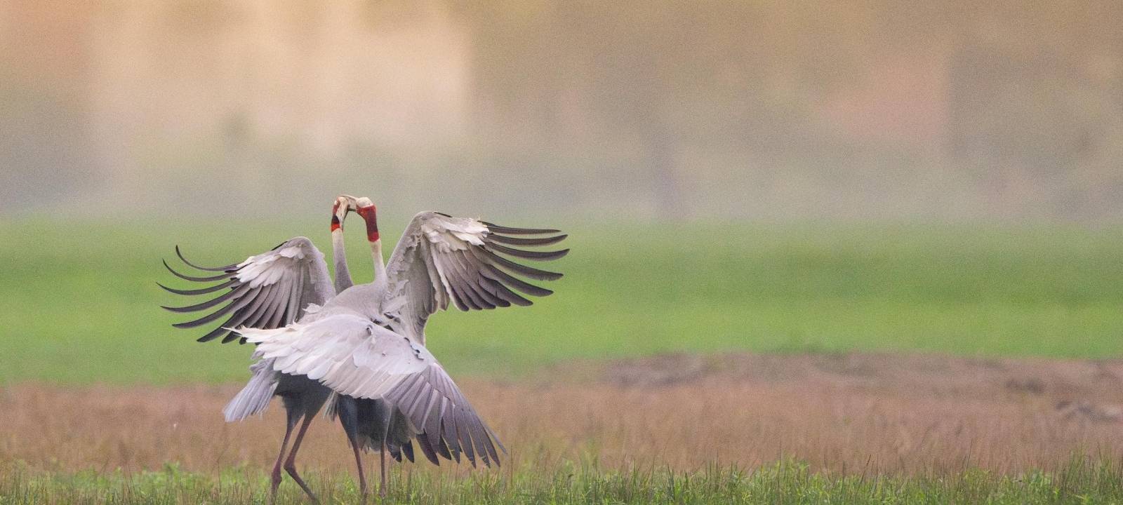 Zwei Kraniche stehen auf einem Feld.