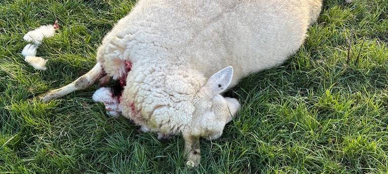 Ein Totes Schaf auf einer grünen Wiese von oben aufgenommen. Am Hals eine blutige Verletzung.
