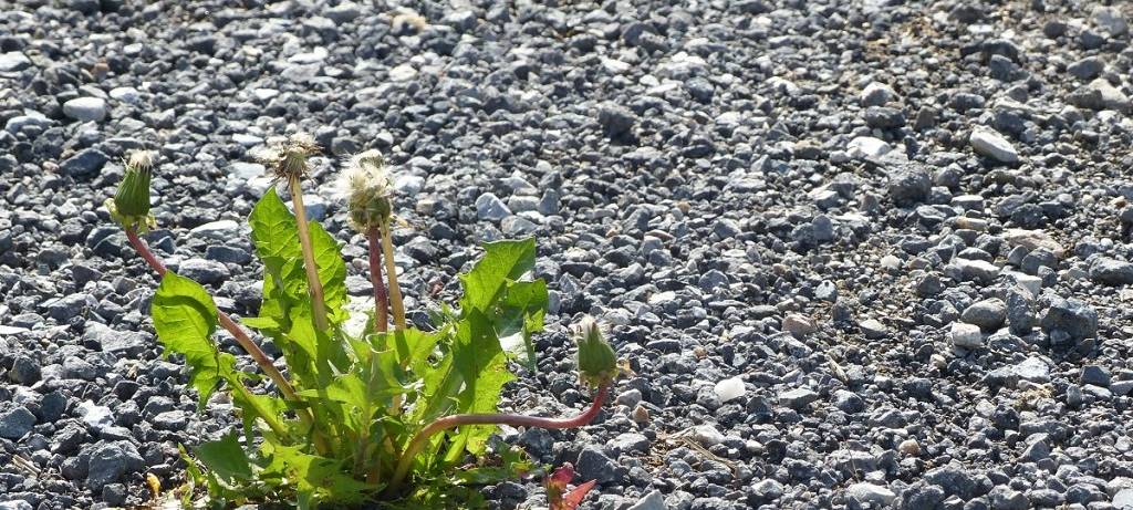 Eine Schotterfläche, aus der ein Löwenzahn sprießt.