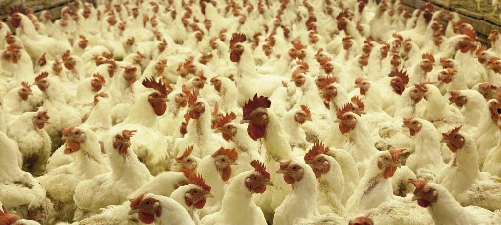 Geflügelpest: Maßnahmen