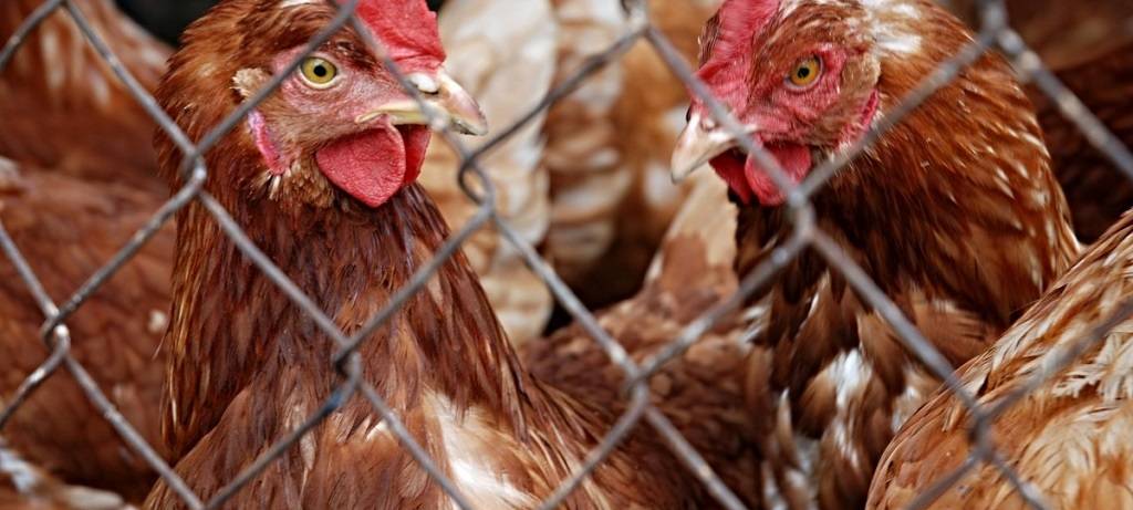 Braune Hühner hinter einem Maschendrahtzaun