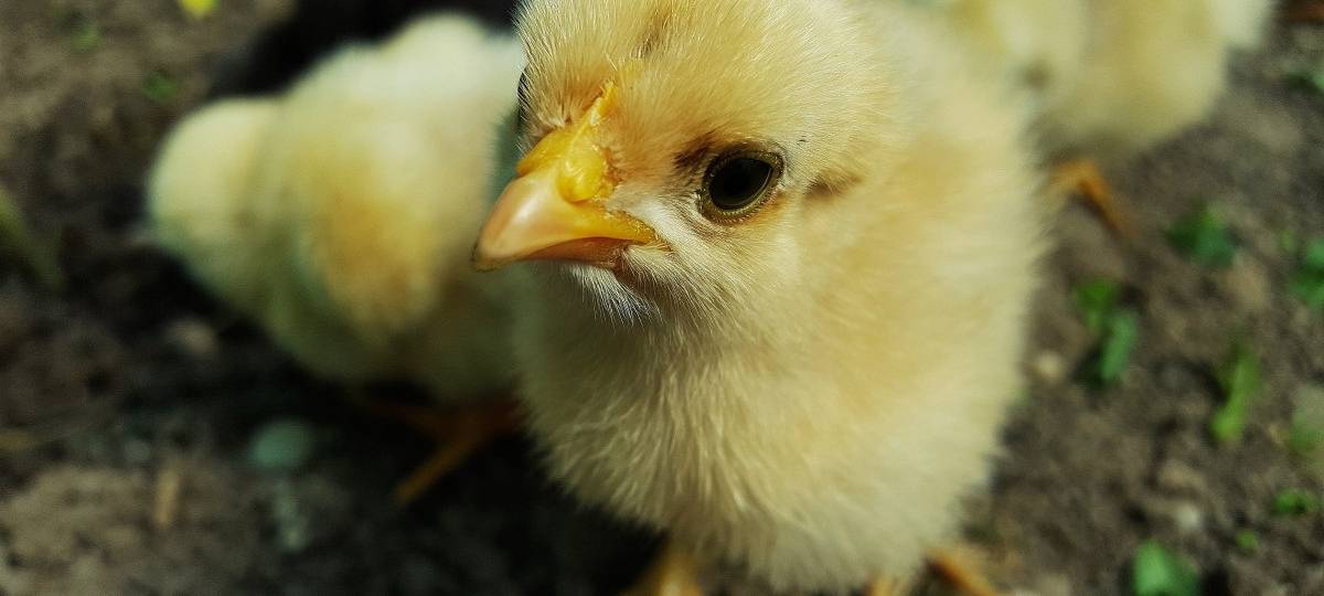 Kükentöten bleibt vorerst erlaubt