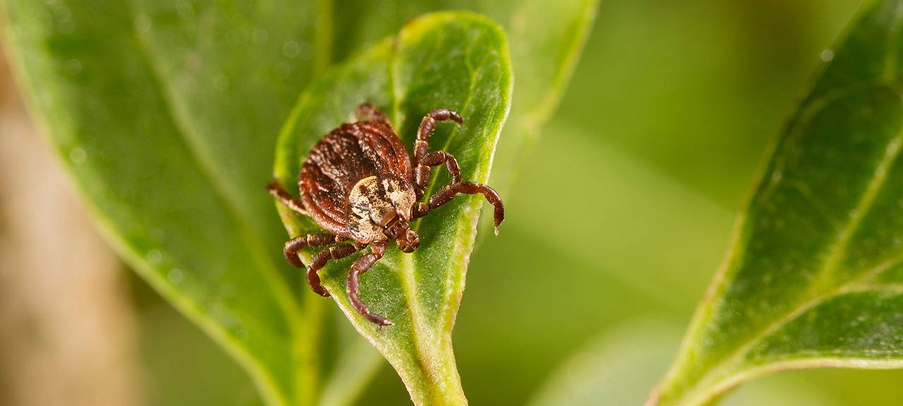 Emsland bleibt FSME-Risikogebiet