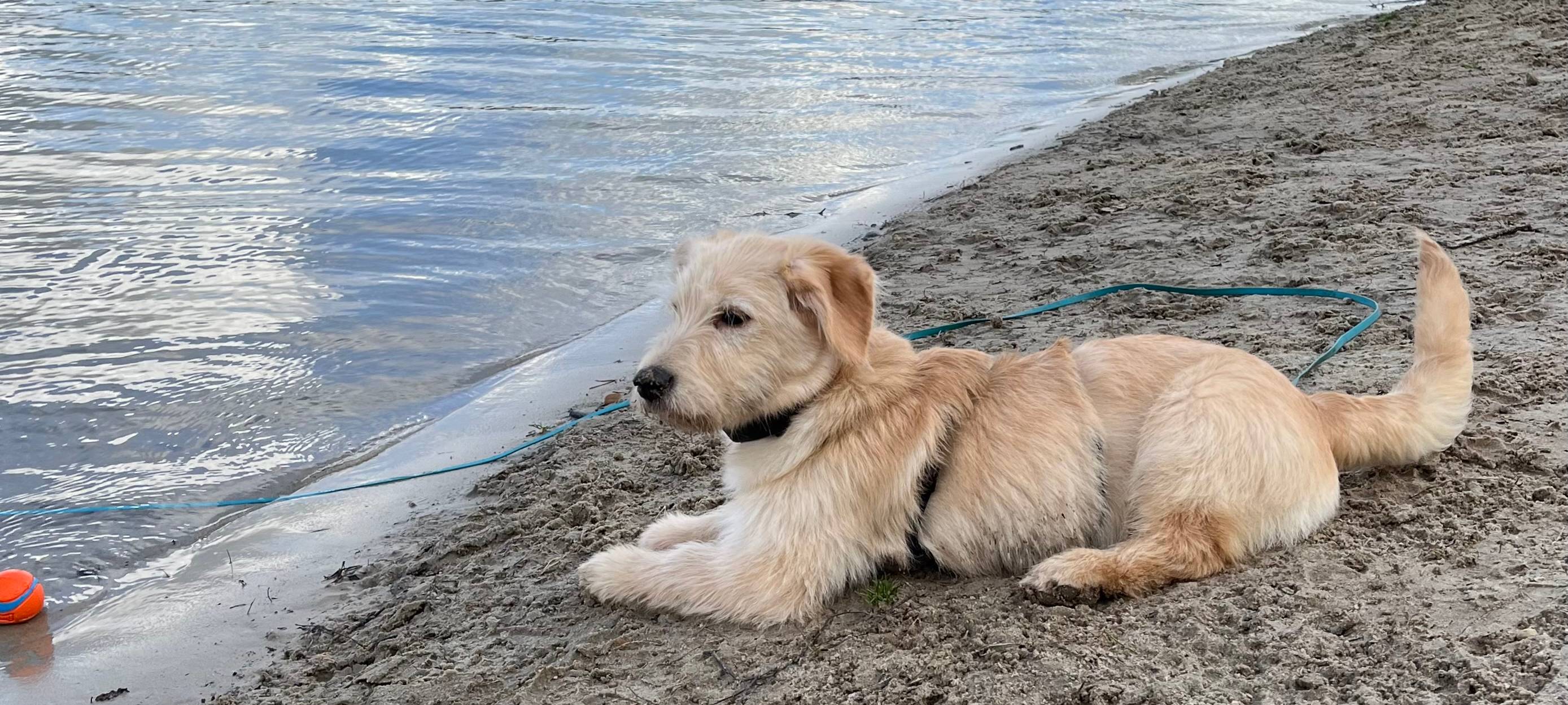 Sören hat einen neuen Hund!