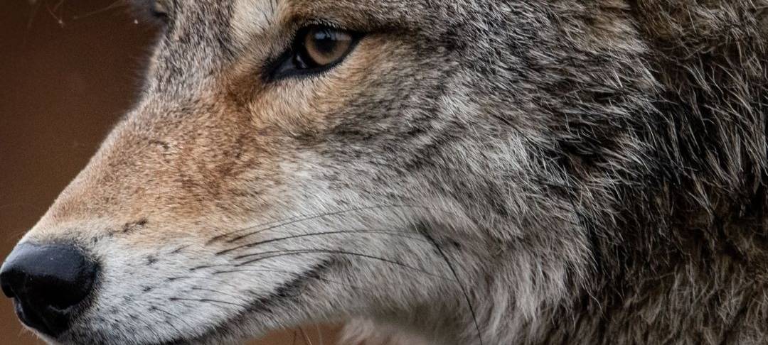 Wolfssichtungen in der Region: Was jetzt für Menschen und Tierhalter wichtig ist