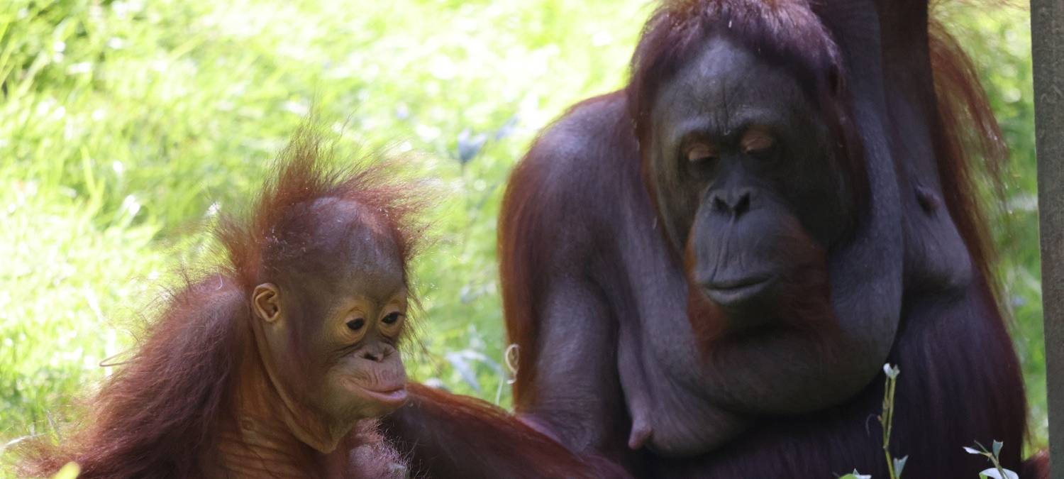 Allwetterzoo: Orang-Utan-Dame Temmy eingeschläfert