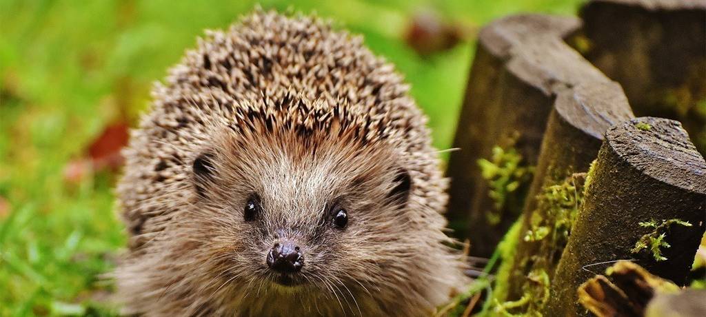 Igel auf Rasenfläche neben niedriger Holzpalisade - schaut direkt in die Kamera.