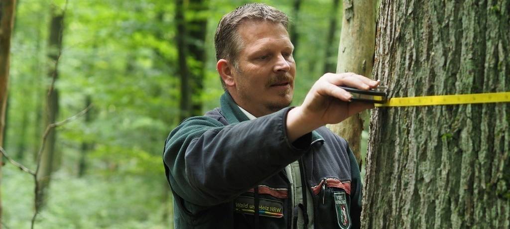 Mitarbeiter von Wald und Holz NRW misst Baumstamm mit speziellem Maßband.