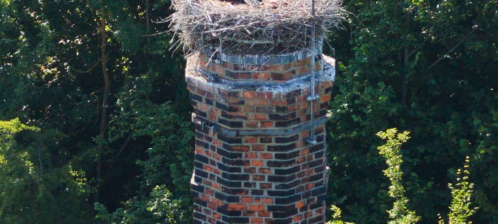 Gänsegeier in Algermissen tötet erneut Jungstörche