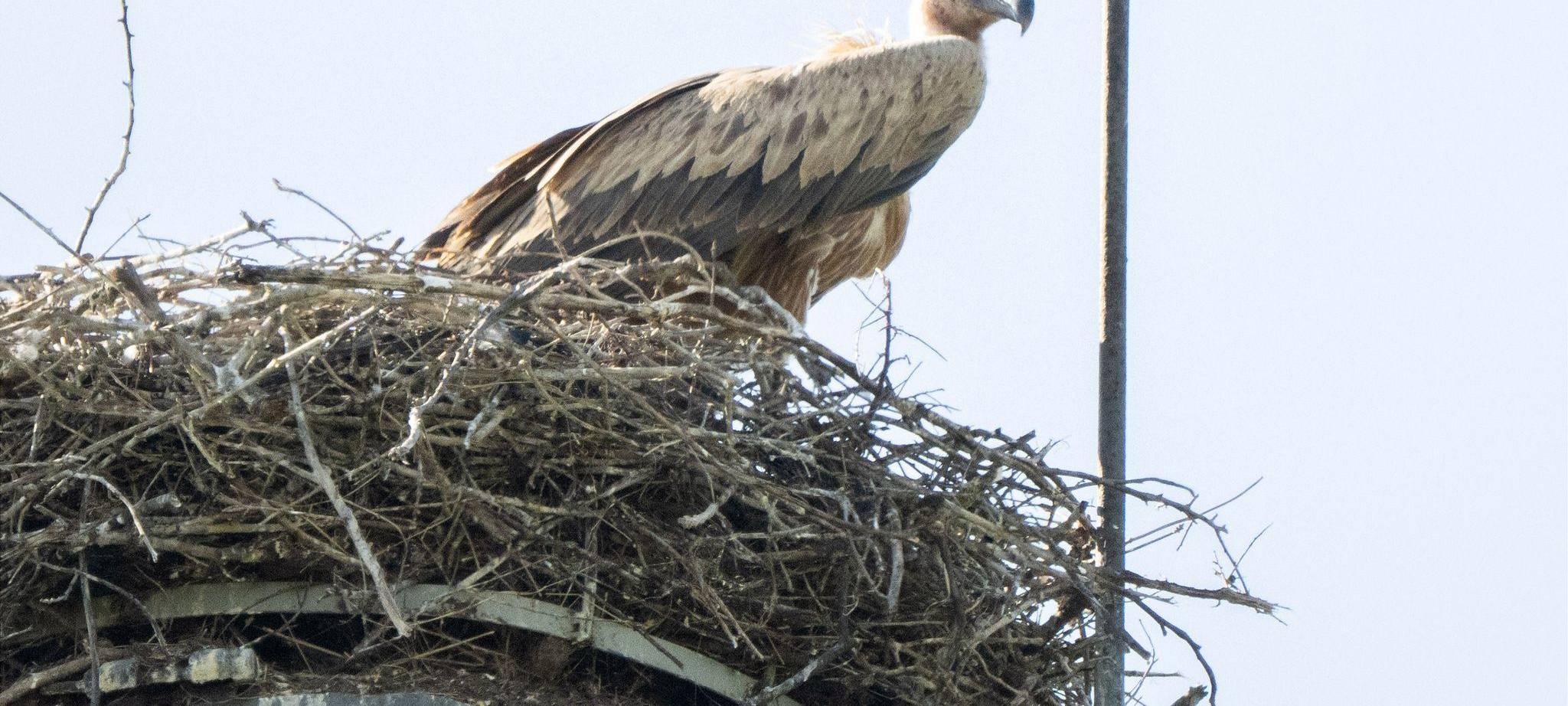 Gänsegeier in Algermissen tötet erneut Jungstörche