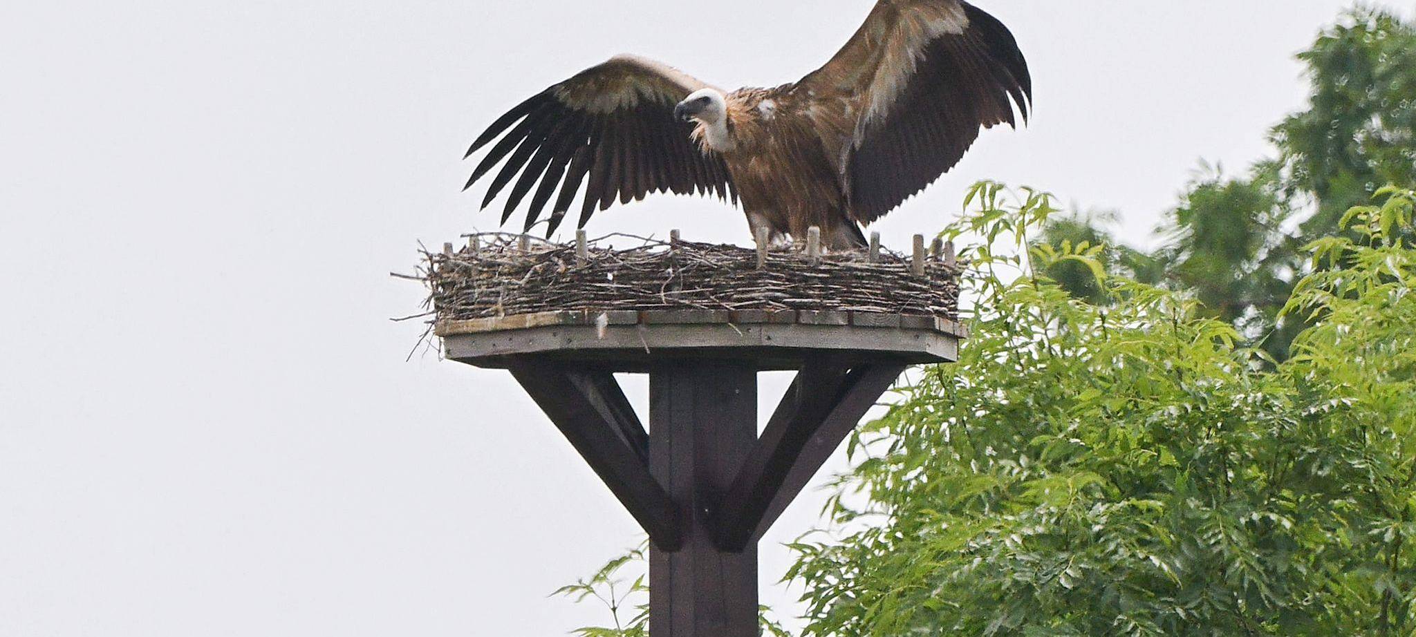 Drama im Storchennest - Gänsegeier frisst Nachwuchs