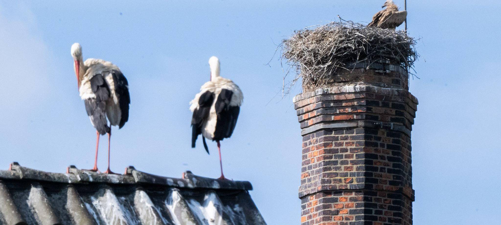 Gänsegeier in Algermissen tötet erneut Jungstörche