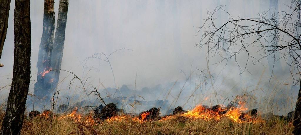 Ein Waldstück, in dem der Boden brennt, mit Flammen und viel Rauch