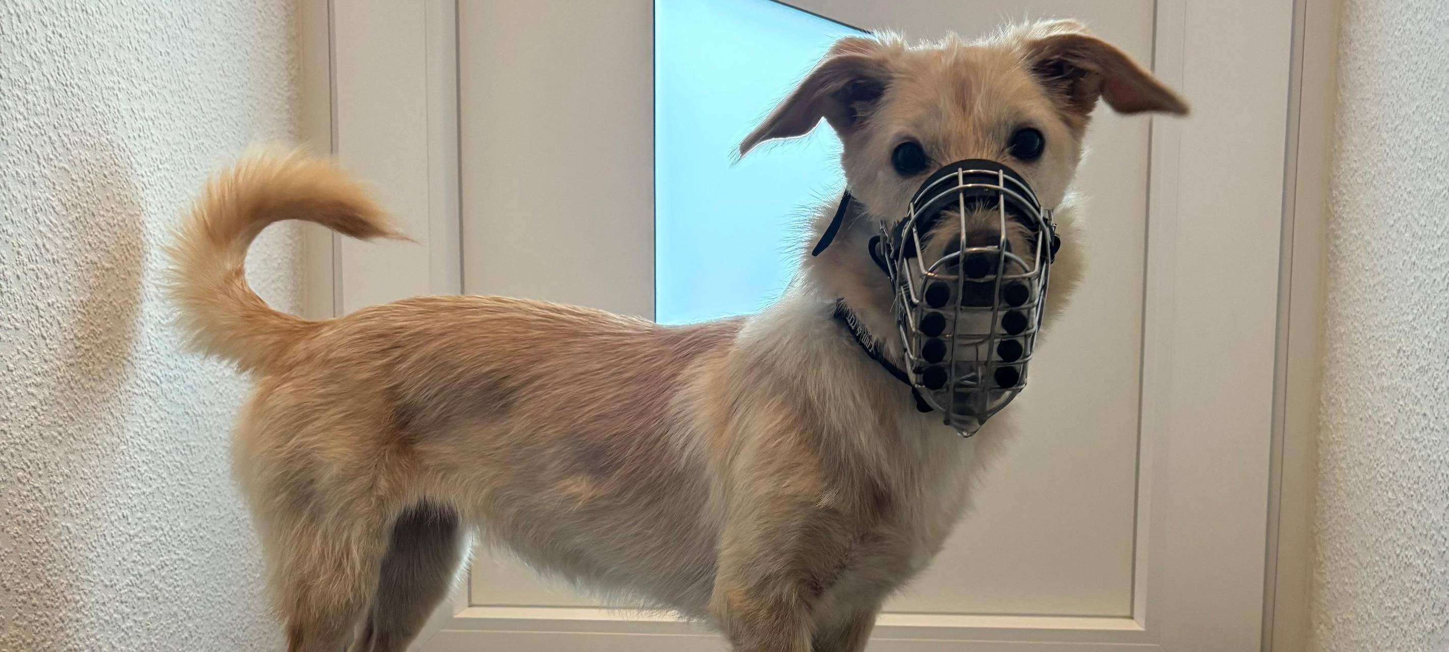 Mehr Schutz für Hund und Mensch: Warum ein Maulkorb sinnvoll sein kann