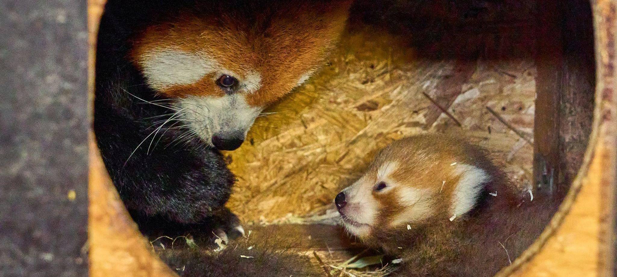 Rote Pandas im Klever Tierpark geboren