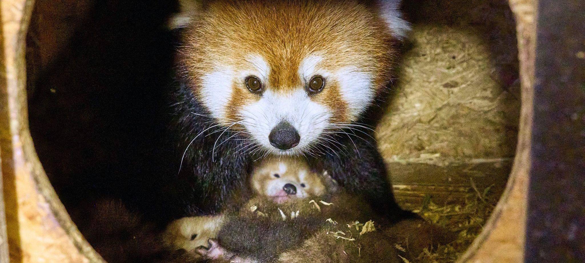 Rote Pandas im Klever Tierpark geboren