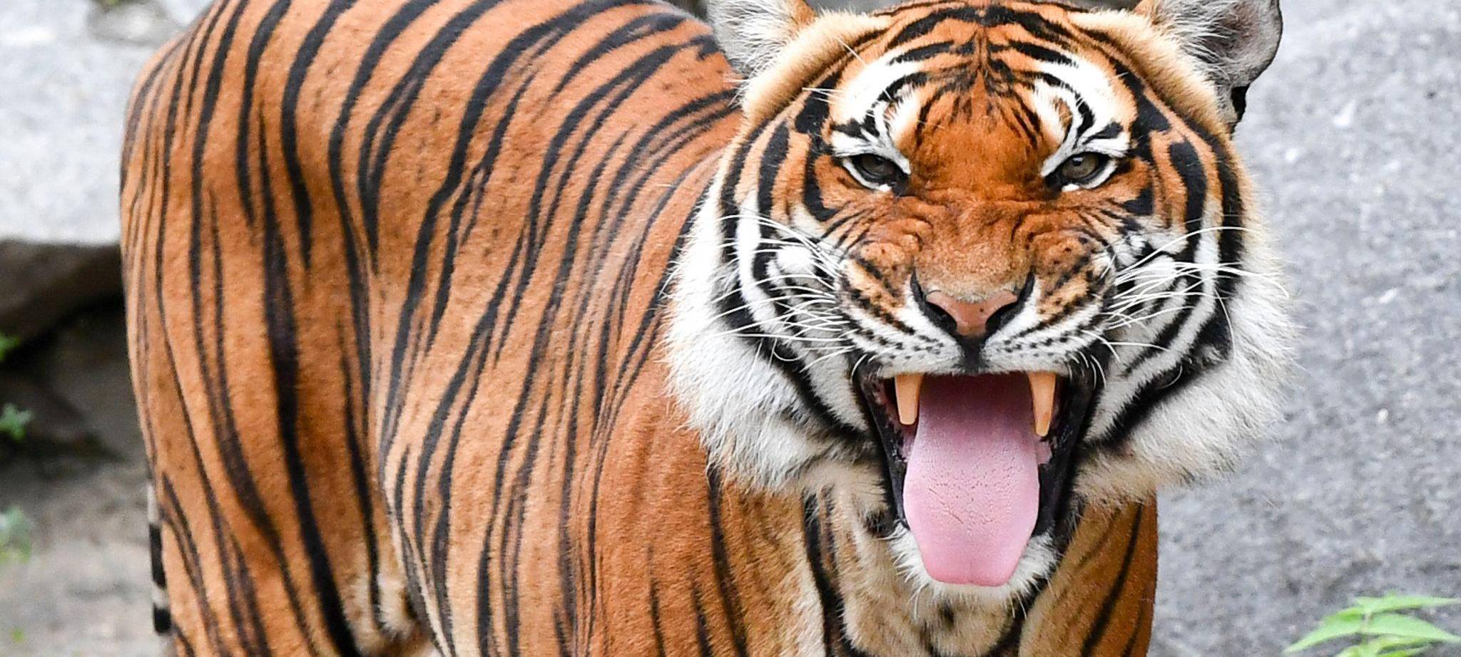 Indochinesischer Tiger