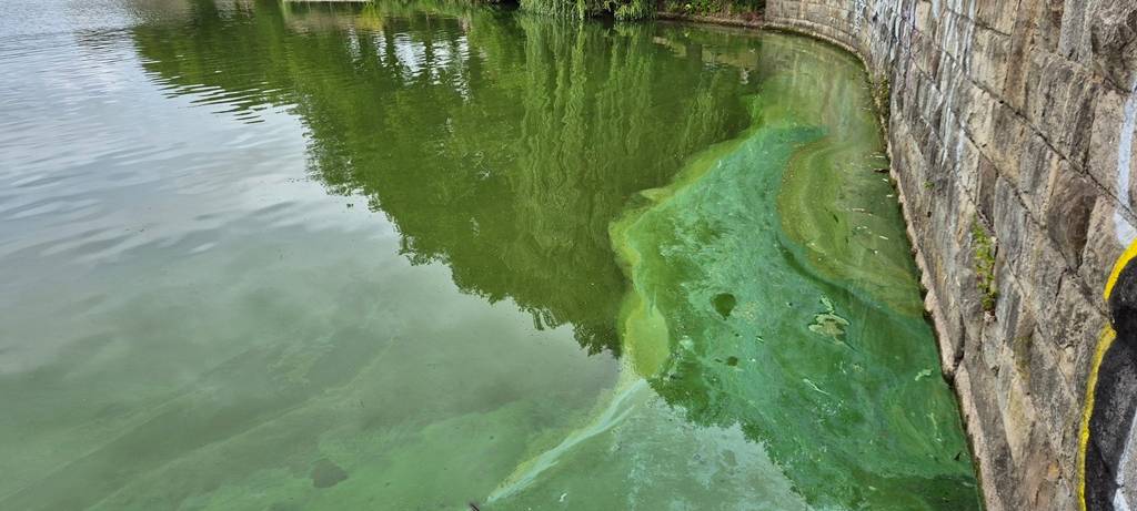 Warnung vor Blaualgen