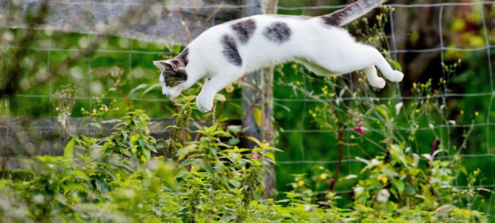 Katze im Garten