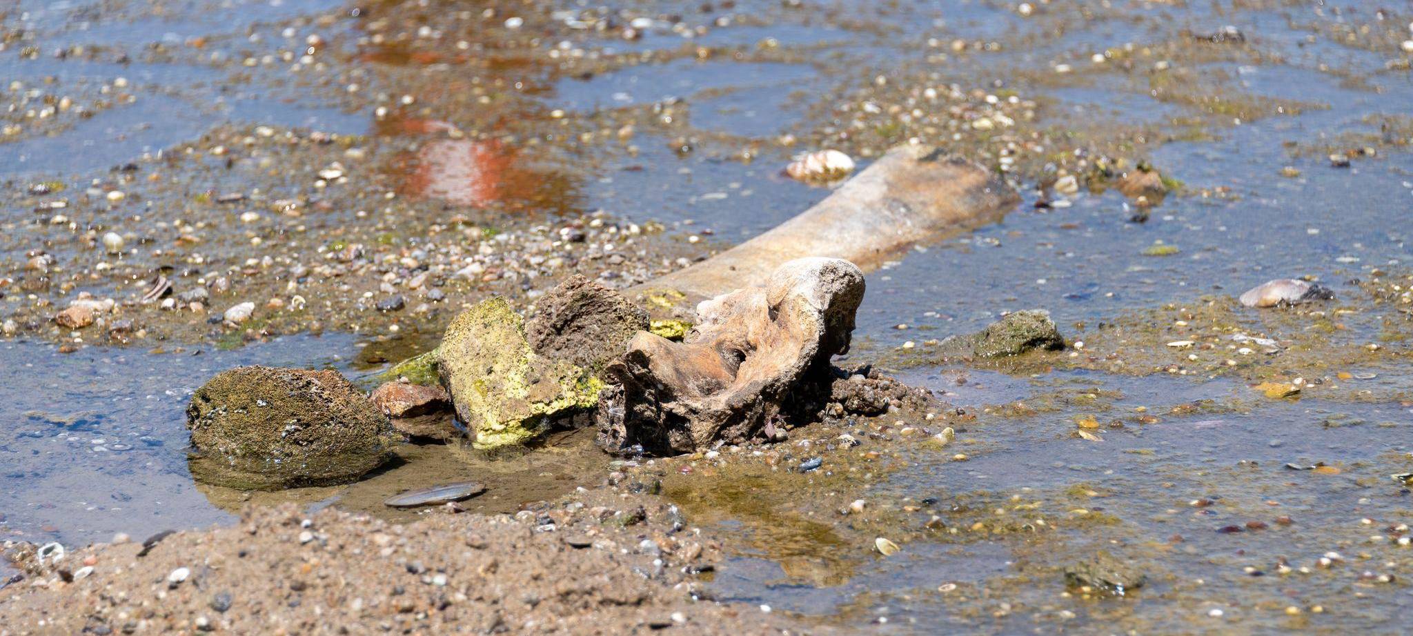 Mammutknochen an der Donau in Bulgarien
