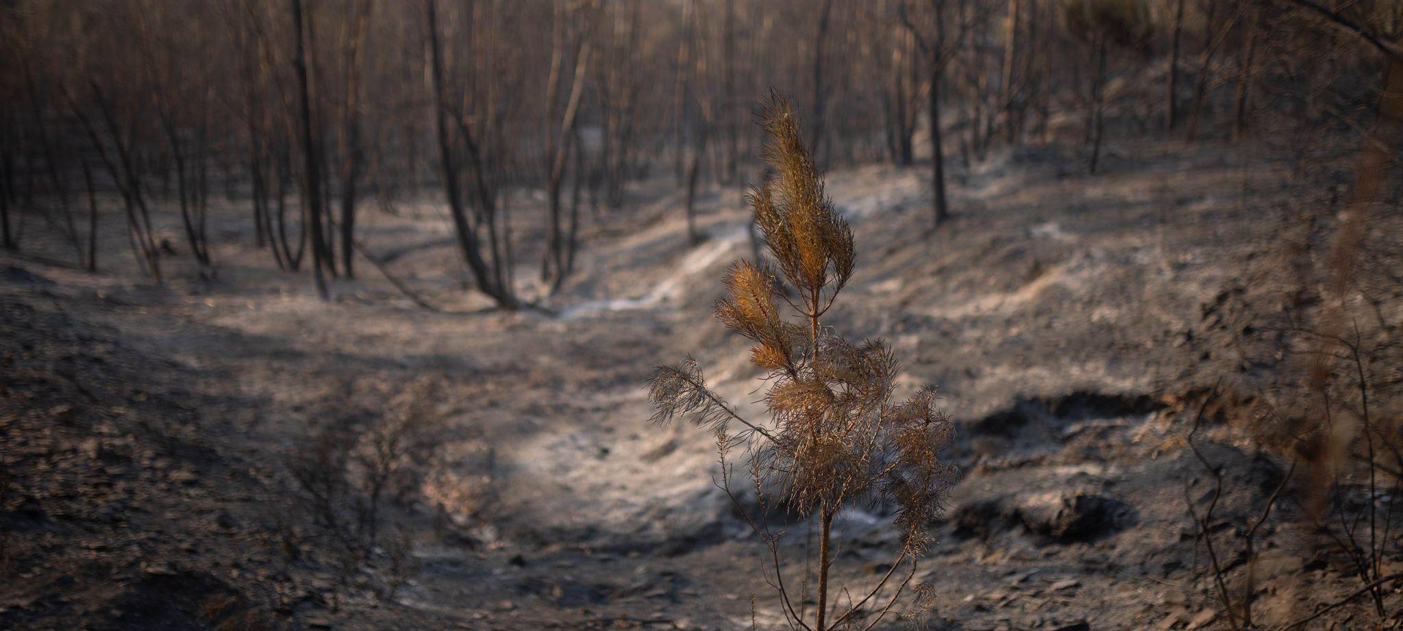 Waldbrand in Spanien
