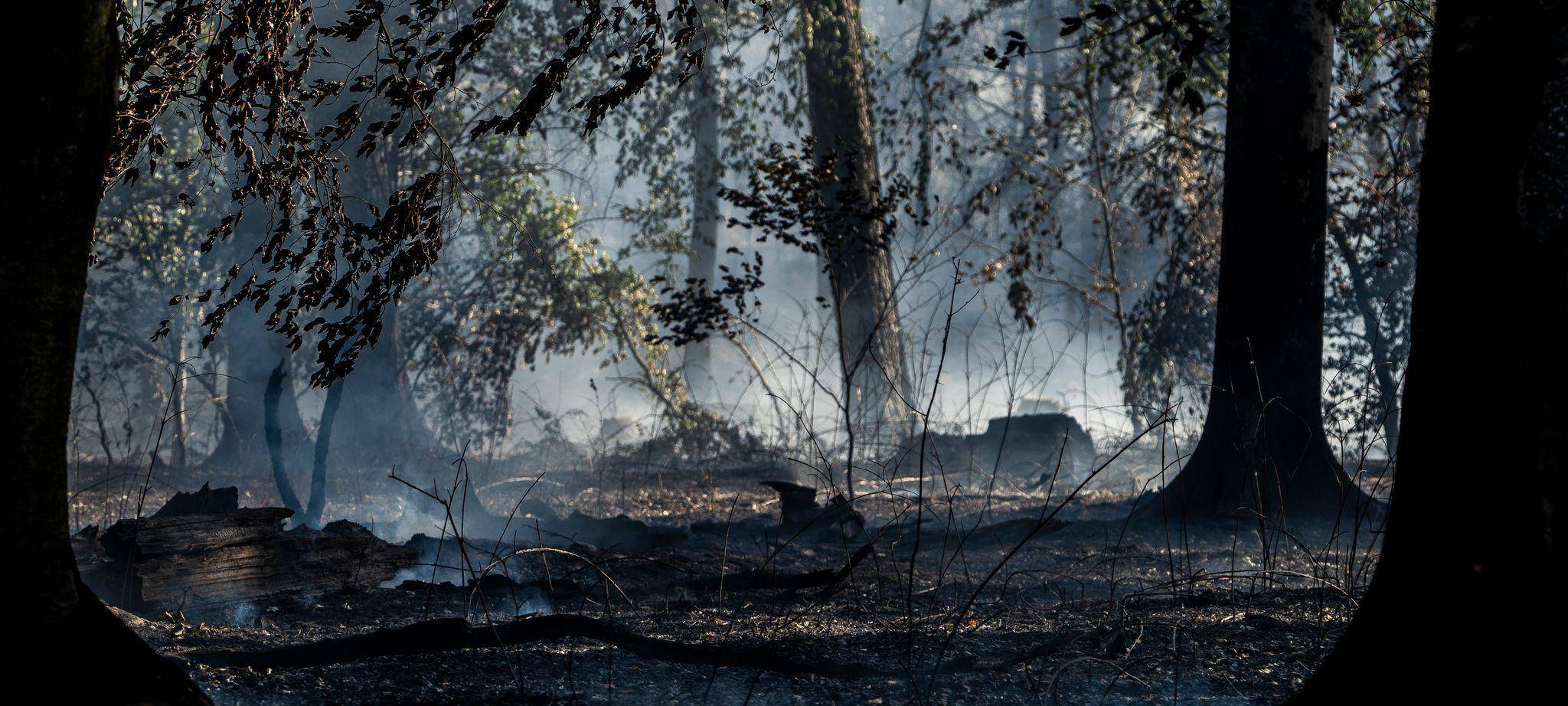 Waldbrand in Hessen