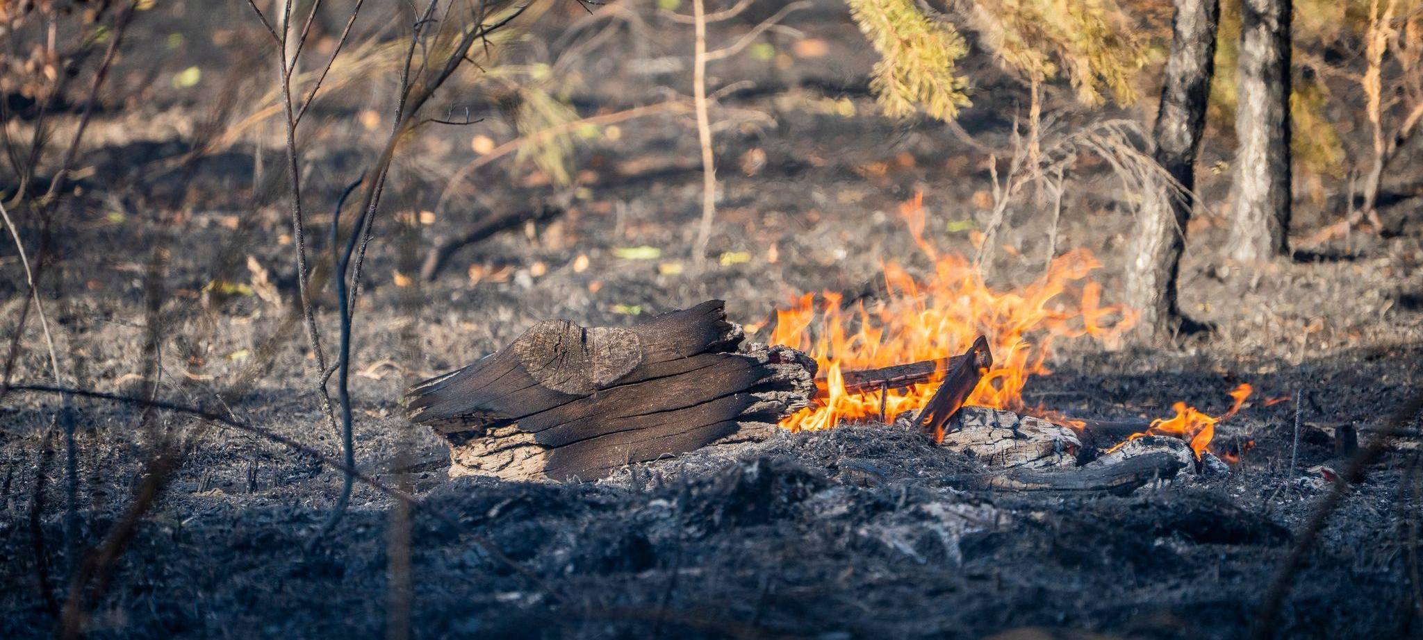 Waldbrand in Hessen