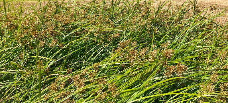 Erdmandelgras Gefahr für Landwirtschaft