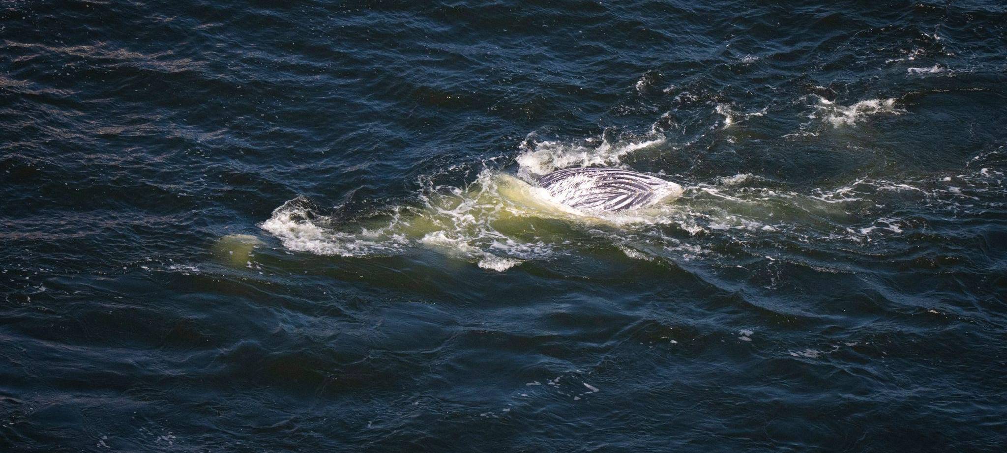 Wal ohne Lebenszeichen im Greifswalder Bodden entdeckt
