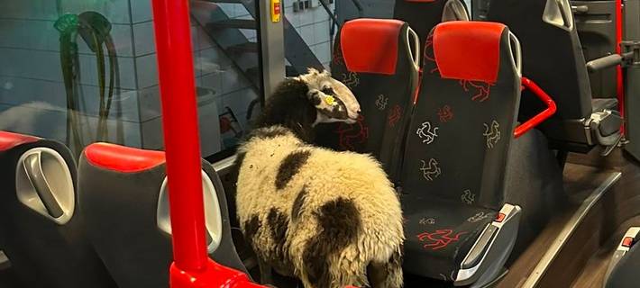 Weißes Schaf fährt schwarz: Tier steigt in Lüdinghausen in Linienbus