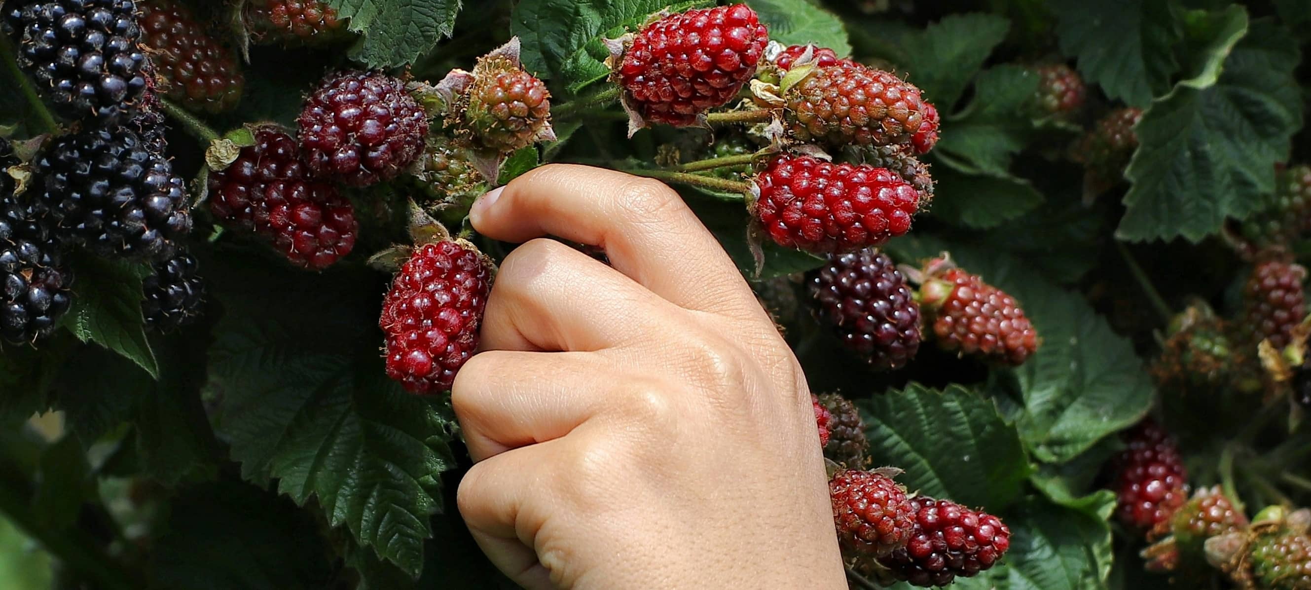 Eine Hand pflückt Beeren.