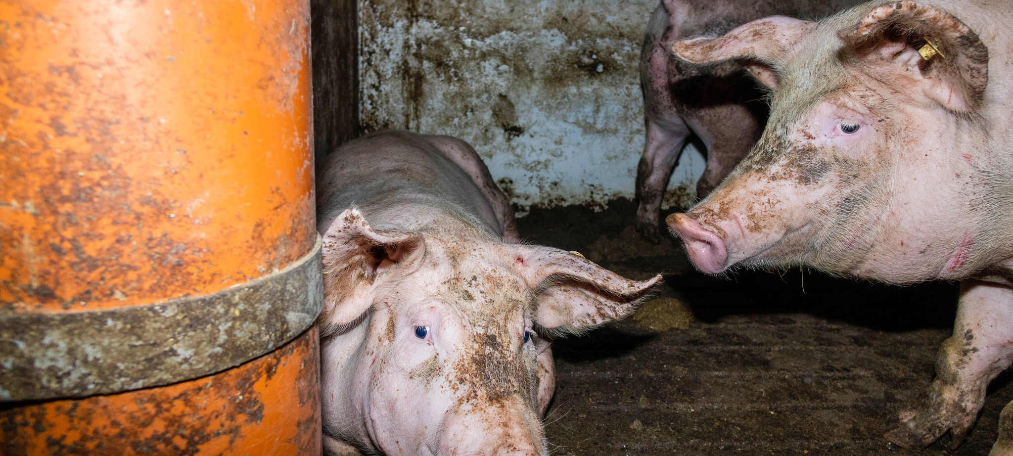 Tierquälerei in Mastbetrieb in Uffeln