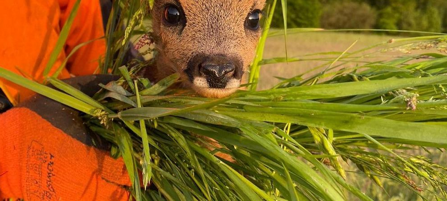 Rehkitz, Babyhase und Co. Wildtierrettung in Rheine
