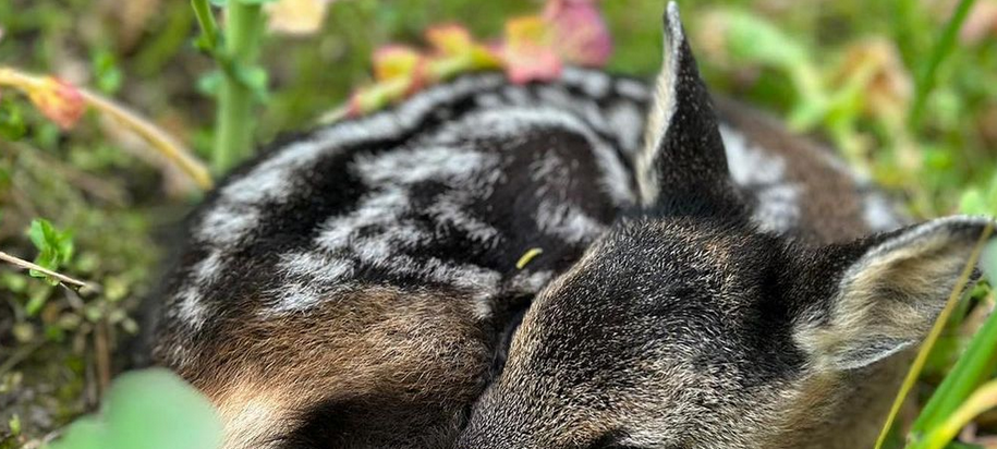 Rehkitz, Babyhase und Co. Wildtierrettung in Rheine