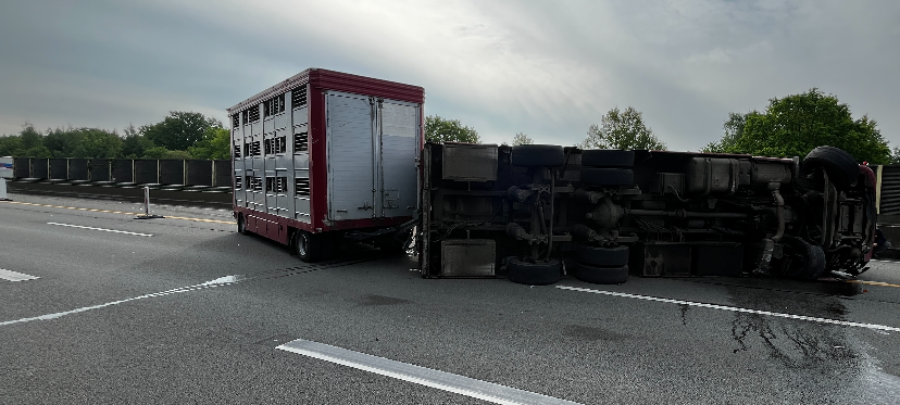 Schweinetransporter auf der A1 bei Osnabrück auf die Seite gekippt