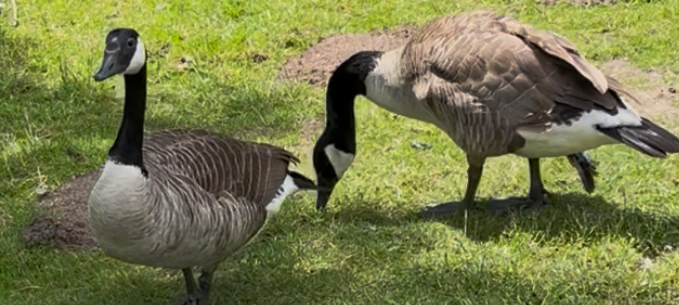 Gänse-Drama am Aasee Ibbenbüren