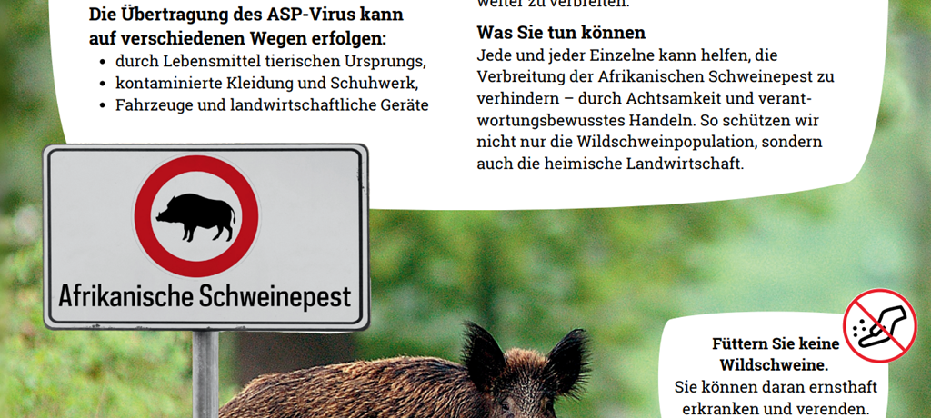 Schweinepest: Jetzt vorsichtig