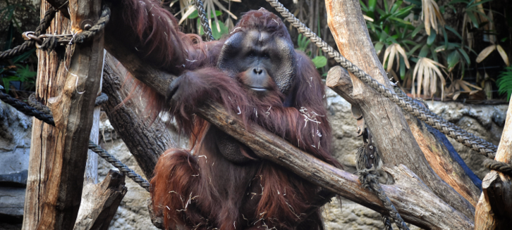 Orang-Utan gestorben